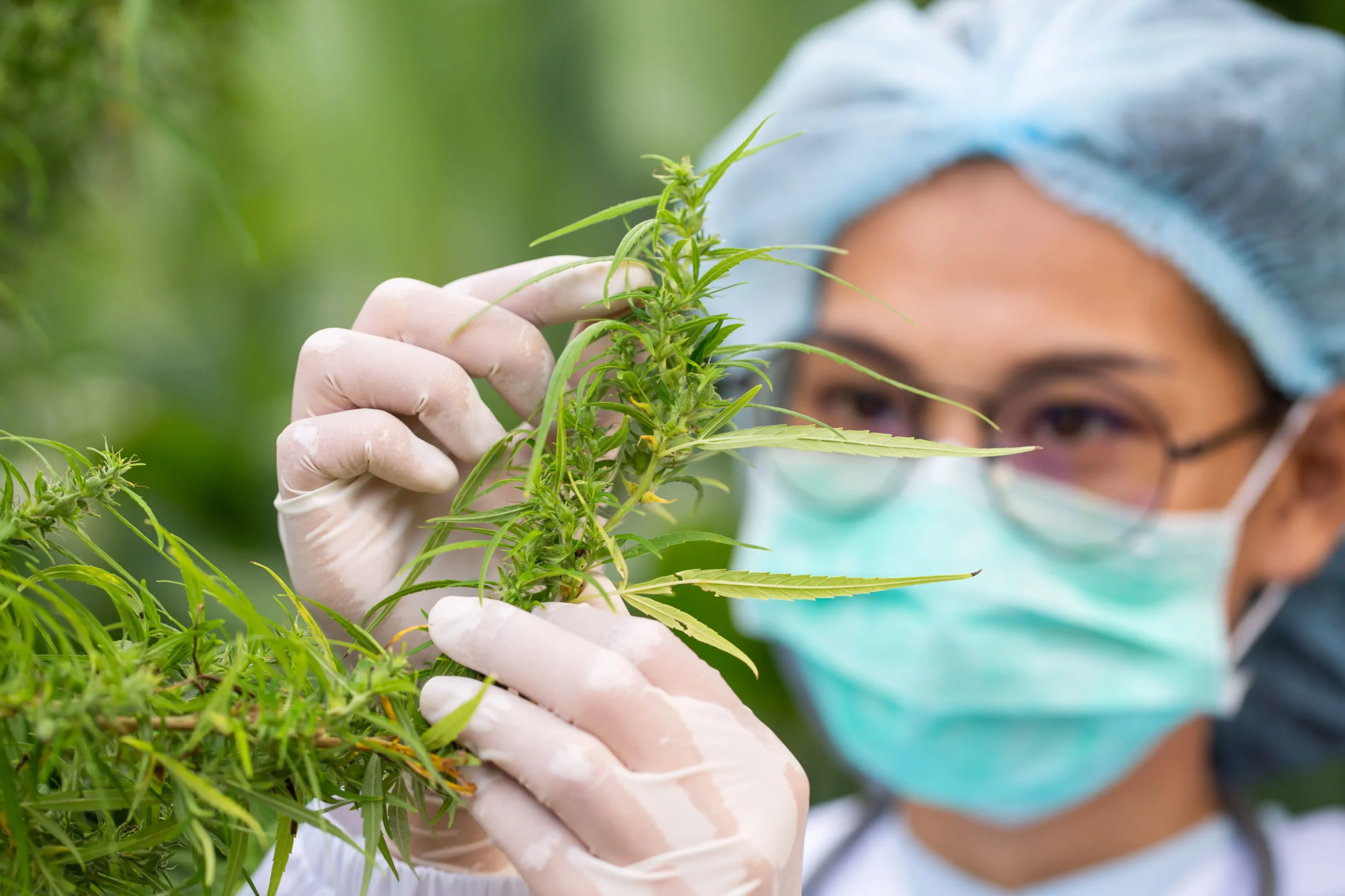 Medical cannabis law in the UK: what changed (and what still applies) in 2025